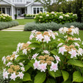 Sweet Starlight Hydrangea - Hydrangea paniculata 'Sweet Starlight'