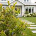 Sweetheart Blueberry Bush - Vaccinium corymbosum 'Sweetheart'