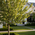 Sweetheart Cherry Tree - Prunus avium