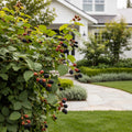 Sweetie Pie Thornless Blackberry Bush - Rubus