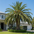 Sylvester Palm - Phoenix sylvestris