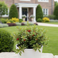 Tabletop American Wintergreen in White Pot - Gaultheria procumbens