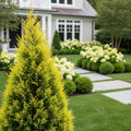 Tabletop Dwarf Lemon Cypress - Cupressus macrocarpa 'Goldcrest'