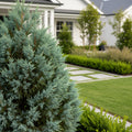 Tabletop Lawson Cypress - Chamaecyparis lawsoniana