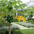 Tainung Papaya Tree - Carica papaya