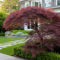 Tamukeyama Japanese Maple Tree - Acer palmatum 'Tamukeyama'