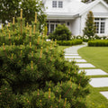 Tannenbaum Mugo Pine - Pinus mugo 'Tannenbaum'