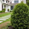 Proven Winners?  Tater Tot? Arborvitae - Thuja occidentalis 'DeGroot's Spire'