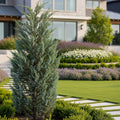 Taylor Juniper Tree - Juniperus scopulorum 'Taylor'