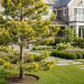 Taylor?s Sunburst Lodgepole Pine Tree - Pinus contorta 'Taylor's Sunburst'