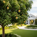 Tebow Mango Tree - Mangifera indica 'Tebow'
