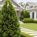 Techny Cold Hardy Thuja Tree - Thuja occidentalis 'Techny'