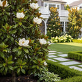 Teddy Bear? Southern Magnolia Tree - Magnolia grandiflora 'Teddy Bear'