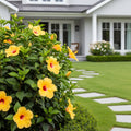 Tequila Yellow Hibiscus Bush - Hibiscus rosa-sinensis 'Tequila'