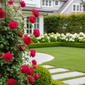 David Austin? Tess of the d?Urbervilles? Climbing Rose