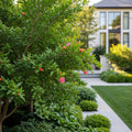Texas Pink Pomegranate Tree - Punica granatum 'Texas Pink'