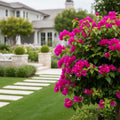 Thai Delight Bougainvillea Shrub - Bougainvillea spp.