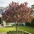 Thundercloud Plum Tree - Prunus cerasifera