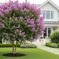 Thunderstruck? Lavender Blast? Crape Myrtle Tree