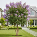 Thunderstruck? Lavender Skies? Crape Myrtle Tree - Lagerstroemia indica