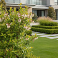 Tifblue Rabbiteye Blueberry Bush - Vaccinium ashei 'Tifblue'