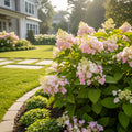 Proven Winners? Tiny Tuff Stuff? Hydrangea Shrub - Hydrangea