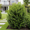 Titan Boxwood Shrub