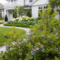 Toro Blueberry Bush - Vaccinium corymbosum 'Toro'