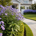 Totally Stoked? 'Riptide' Stoke's Aster Plant