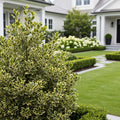 Southern Living? Touch of Gold? Holly Shrub