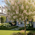 Tri-Color Willow Tree - Salix integra