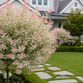 Tri-Color Dappled Willow - Salix integra