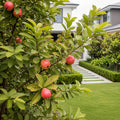 Tropical Pink Guava Tree - Psidium guajava
