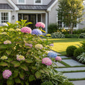 Tuff Stuff Ah-Ha? Hydrangea Shrub - Hydrangea macrophylla