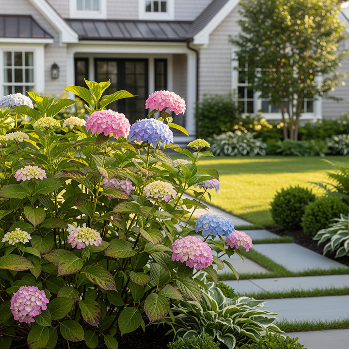 Tuff Stuff Ah-Ha® Hydrangea Shrub - Hydrangea macrophylla