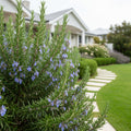 Tuscan Rosemary Plant - Rosmarinus officinalis 'Tuscan Blue'