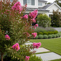 Tuscarora Crape Myrtle - Lagerstroemia indica