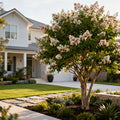 Tuscarora Crape Myrtle Tree - Lagerstroemia indica