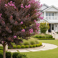 Twilight Crape Myrtle Tree - Lagerstroemia indica 'Twilight'