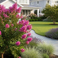 First Editions? Twilight Magic? Crape Myrtle