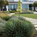 Twin Flower Agave Plants Arizona - Agave geminiflora