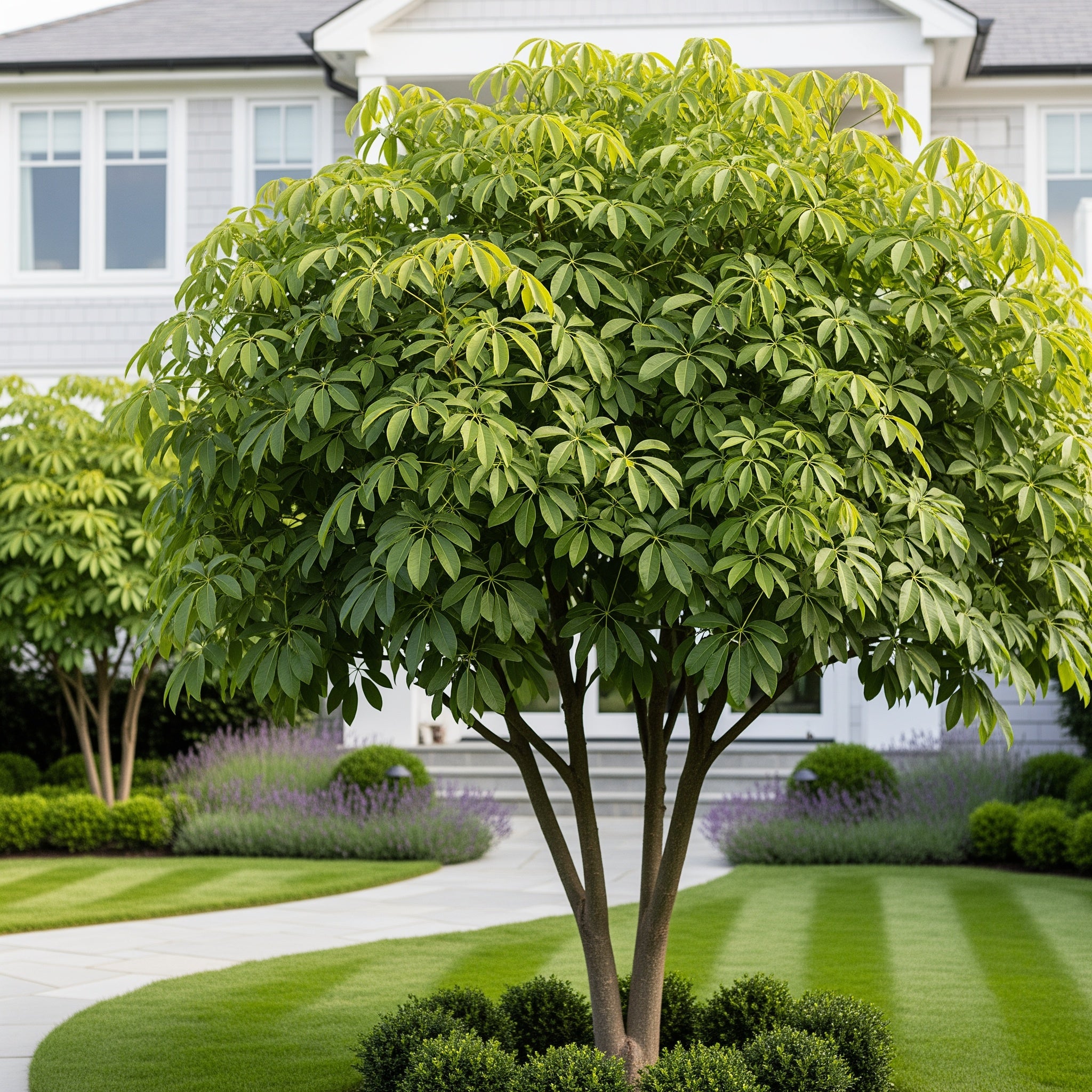 Umbrella Tree - Schefflera arboricola