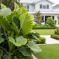 Upright Elephant Ear - Alocasia Odora