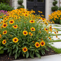 Better Versions? Uptick? Gold & Bronze Tickseed Plant - Coreopsis