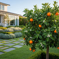 Valencia Orange Bush - Citrus sinensis 'Valencia'