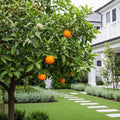 Valencia Orange Tree - Citrus sinensis 'Valencia'