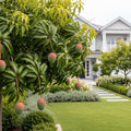 Valencia Pride Mango - Mangifera indica