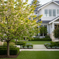Van Sweet Cherry Tree - Prunus avium 'Van'