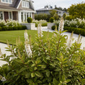 Proven Winners?  Vanilla Spice? Summersweet Clethra - Clethra alnifolia 'Vanilla Spice'
