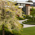 Vanilla Twist Redbud Tree - Cercis canadensis 'Vanilla Twist'